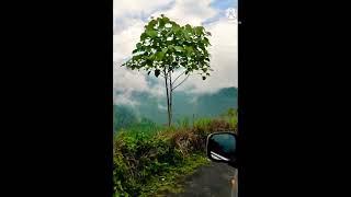 Darjiling trip #shorts