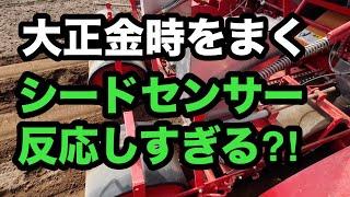 2024年5月26日　大正金時を蒔く　ほとんどシードセンサーの話