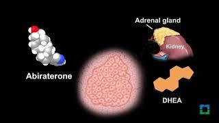 New Cleveland Clinic Study Finds Prostate Cancer Drug Byproduct Can Fuel Cancer Cells