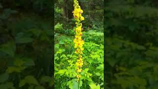 Лесные цветы #flowers #nature