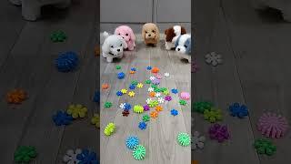 Cute DOG ‍ Relaxing Reverse video Asmr sound ‍‍