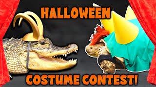 Our Reptiles Dress up for Halloween!