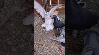 Pigeons activists in loft #pigeon #pigeonbaby #racingpigeons #birds #pigeonloft