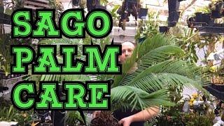 SAGO PALM HOUSE PLANT CYCAD CARE: MY TIPS AND TRICKS TO CARE FOR SAGO PALMS