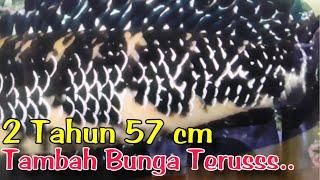 Push Size & Progres Bunga Channa Maru Jumbo Dalam 2 Tahun.