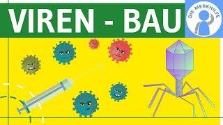 Viren - Bau, Symptome, Aufbau & Merkmale einfach erklärt - Genetik - Virengenetik & Bakteriengenetik