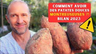 Comment avoir des patates douces monstrueuses ► Saison 2023