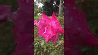 Flower Garden with After Rainy Day ️ | Relaxing Nature Sounds & Beautiful Scenery