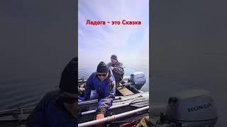 #охота #россия #ладога #рыбалка #fishing #озеро #природа 
