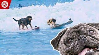 Scott Rogowsky Shows You Weird Sports | Dog Surfing