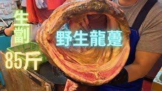 生劏85斤巨獸級野生龍躉, 火鍋爽滑脆油,可遇不可求 ~fishcutting香港海鮮~社長遊街市Seafood