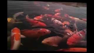 Japan Koi 40-95 cm Becken 30.000 Liter