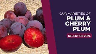 Our plums & Cherry Plums I Selection 2023