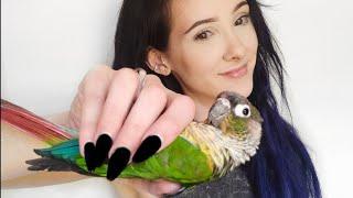 Essentials You Need For Your Green Cheek Conure