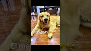 Anyone who has raised a golden retriever will be injured more or less #golden #puppy #cute #vlog