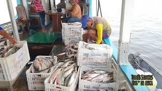 Pesca do Mapará 2021