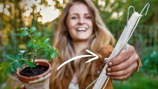  Tomaten-Ernte verdoppeln mit Draht und Schnur