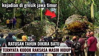 gresik gempar.!ratusan tahun dikira batu ternyata kodok masih hidup