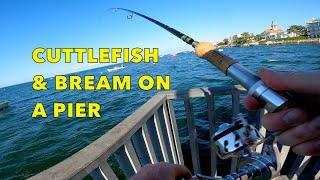 Jigging for Cuttlefish, Catching Sea Bream on Squid Bait, Giant Scad Pier Fishing with Light Tackle