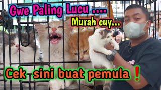 TerbaruUpdate Mingguan Harga  Kucing Persia