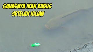 Mudahnya Mancing Ikan Gabus Setelah Hujan Hasilnya Di Luar Dugaan(Snakehead Fishing)