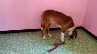 St. Bernard Catching Treats