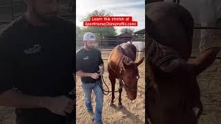 Sport Horse Chiropractic | Dr. Mike Adney: She is so smart! Watch her anticipate what to do!