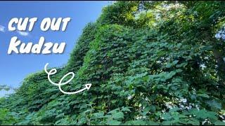 Identify Kudzu | Invasives Strike Force EcoQuest Challenge | September 2022