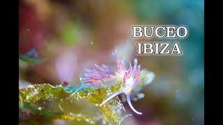 BUCEANDO EN IBIZA 2024