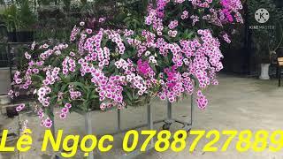 Vườn Lan Lê Ngọc mời cà nhà cùng ngắm hoa lan đẹp nha cùng nhau ở nhà giữ gìn sức gia đình @
