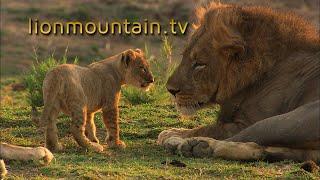 ️ Discover the Wonders of Nature with Lion Mountain TV! ️