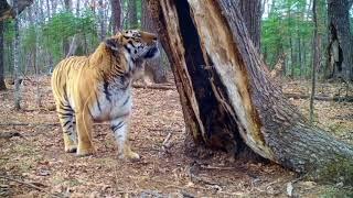 Amur tiger in Russian Far East