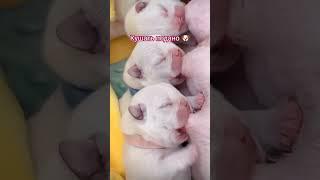 НЯМЧИКИ #милота #позитивчикдлядрузей #shorts