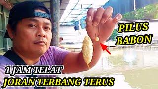 1 JAM TELAT,JORAN TERBANG TERUS !! UMPAN GALAPUNG IKAN MAS BABON TERBAIK PALING SAKTI 2024