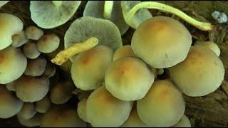 Hypholoma fasciculare    Sulphur Tuft  4K