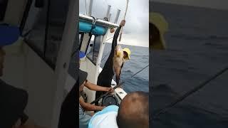 MZ FISHING CHARTERS DURBAN - Mid Deep Catches