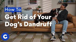 How to Get Rid of Your Dog's Dandruff | Chewtorials