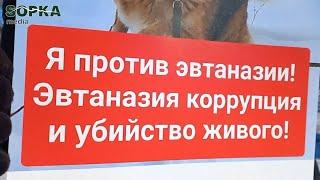 В хабаровском гайд-парке прошёл митинг против эвтаназии бездомных животных