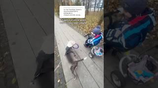 Воспитание собаки! #amstaff #dog #pitbull #собака #семья #прогулка #тренировка #собаки #люди #амстаф