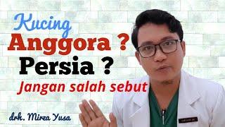 INI PERBEDAAN KUCING ANGGORA & PERSIA || drh Mirza Yusa || DOKTER HEWAN