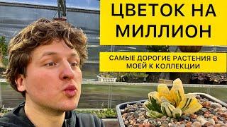 Самые дорогие растения в мире и в моей коллекции. Цветок на миллион. Георгий Аристов