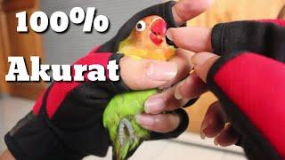 8 ciri ciri lovebird jantan 100% akurat