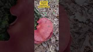 The elusive but delicious. Beefsteak Polypore Mushroom.