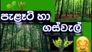 පැළෑටි හා ගස්වැල් (peleti ha gaswel)