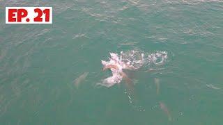 Live bait gets pack attacked under the drone.