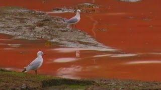 Red Water: Rare algae turns sea in Sydney to the colour of tomato soup