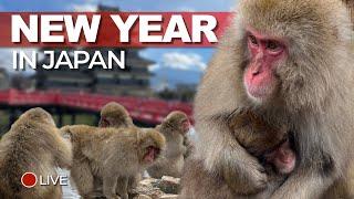 Monkeys, Mountains and Castles on New Year in Japan (live)