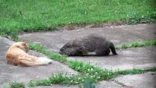 Groundhog vs. Cat
