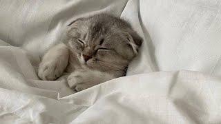  Funniest Cats and Dogs Videos  ||  Hilarious Animal Compilation №528