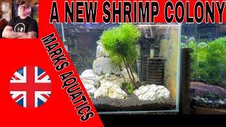 Starting a New Cherry Shrimp Colony